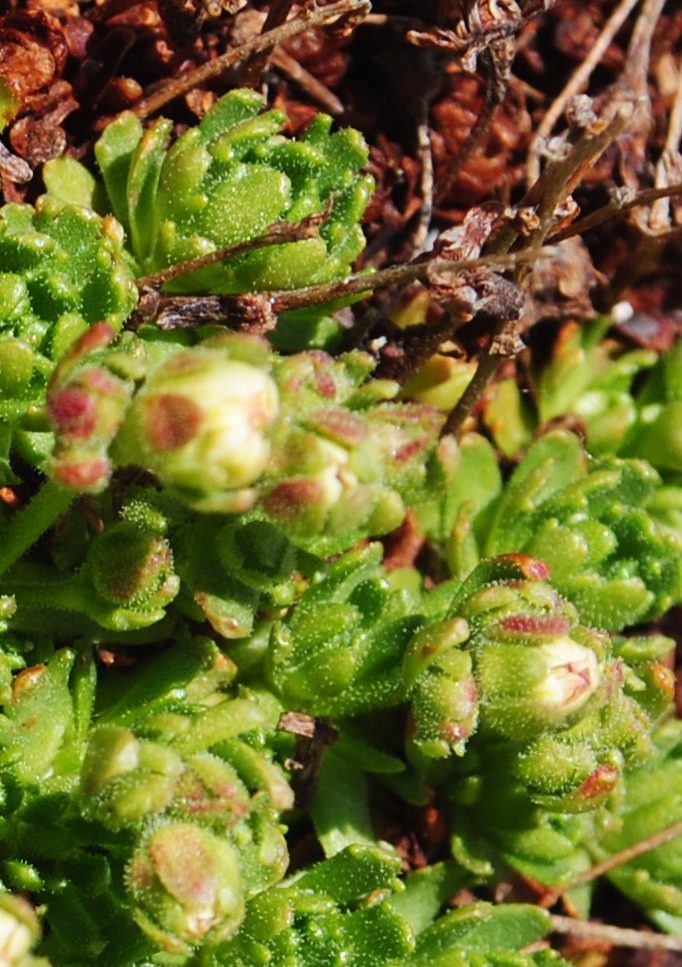 Majella1 -Saxifraga sp.?